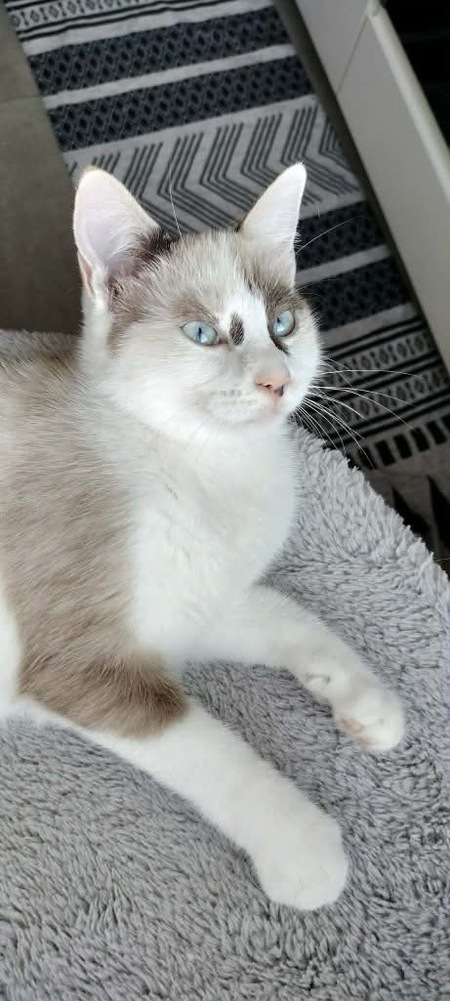 Adopter Cadanse