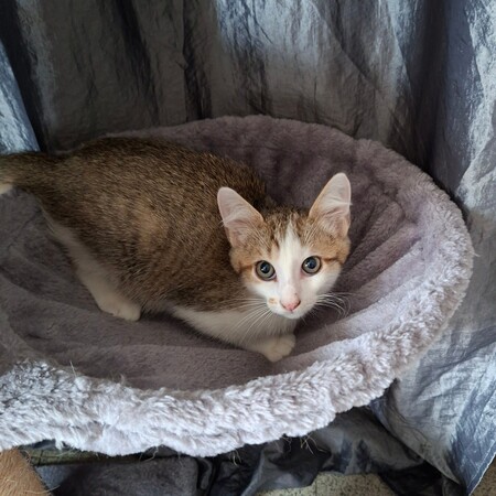 Adopter Bouzouk