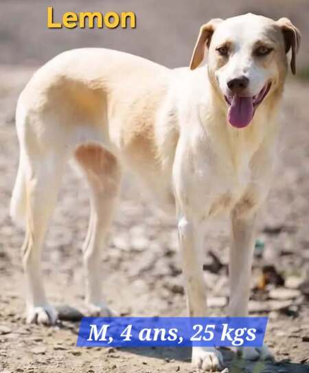 Adopter LEMON