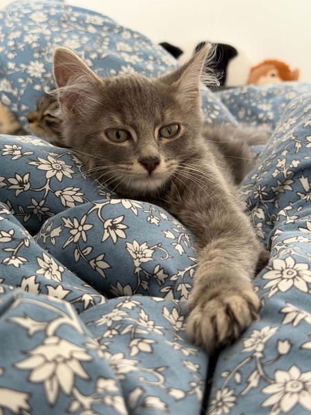 Adopter Jerôme