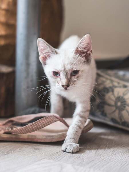 Adopter Biarritz 