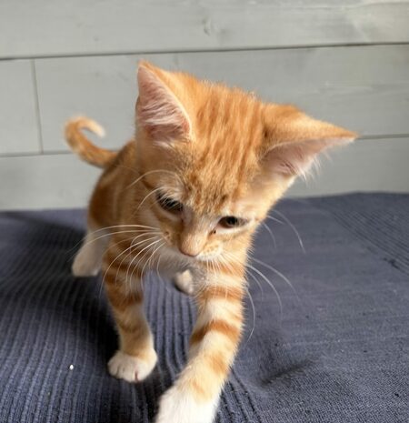 Adopter Bisou