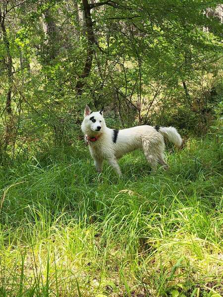 Adopter Summer