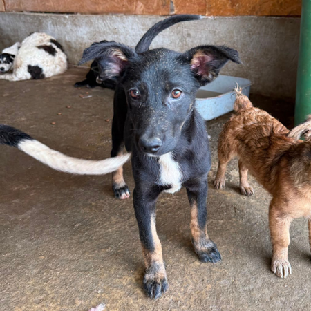 Adopter OYA
