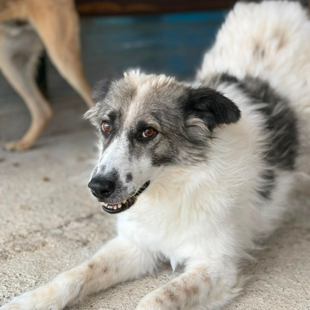 Adopter JOKIA