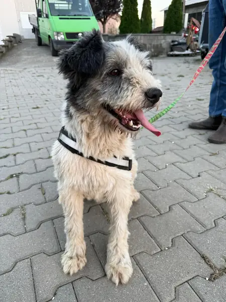 Adopter Remy