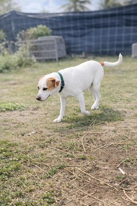 Adopter WAKA