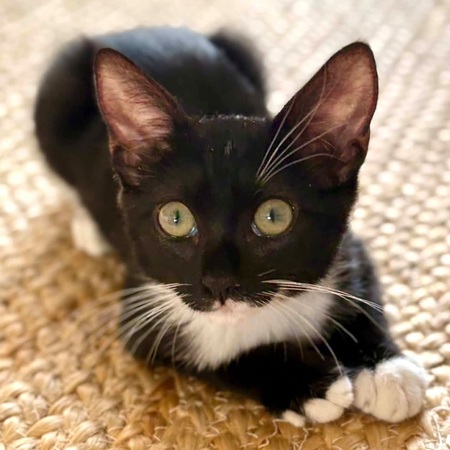 Adopter NINA