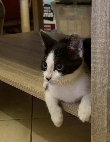 Adopter Charlot