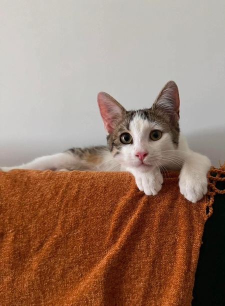 Adopter RODÉO 