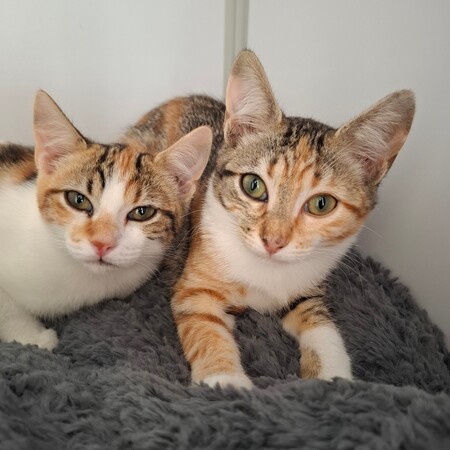 Adopter BELOTE