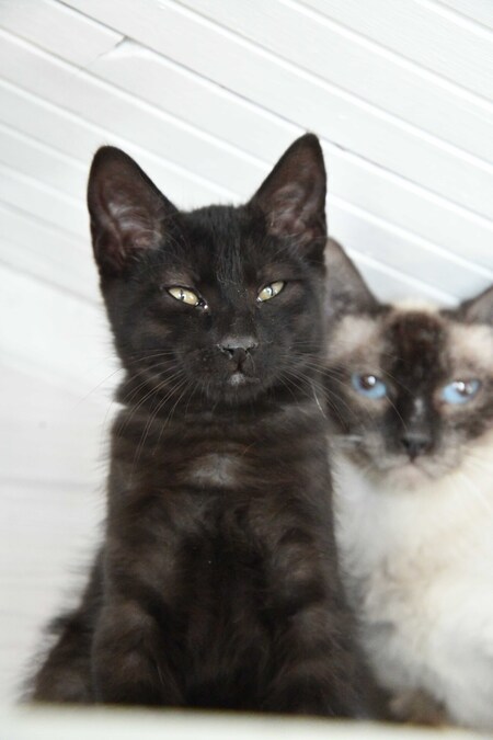Adopter MILKSHAKE