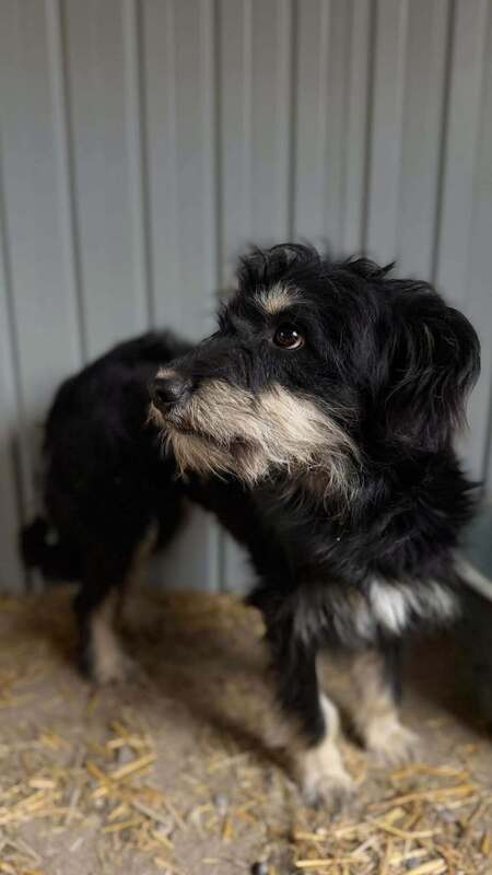Adopter Oryn