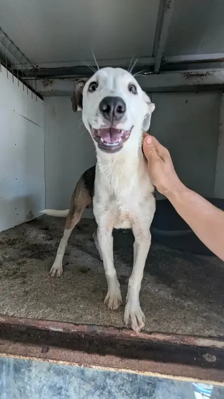 Adopter Astro