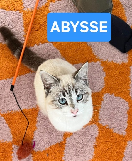 Adopter Abysse 