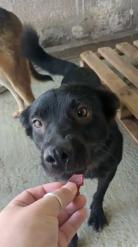 Adopter Safran
