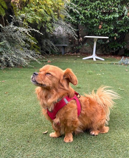Adopter Pollux 