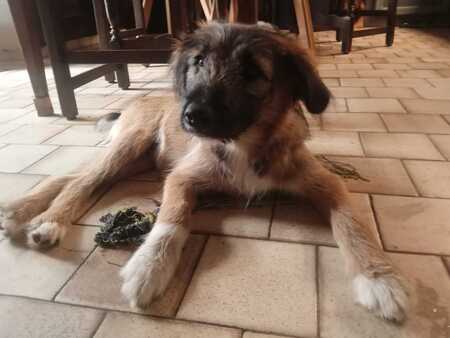 Adopter Craquotte
