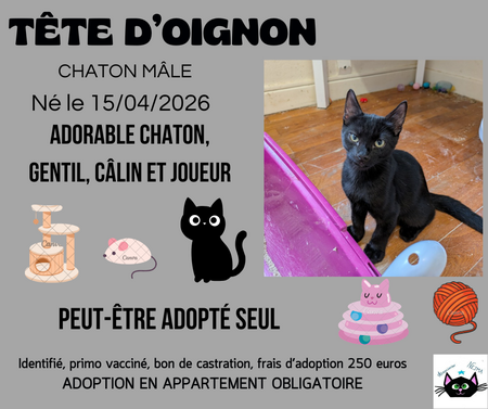 Adopter Tête d'oignon