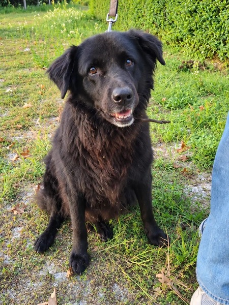 Adopter Rose