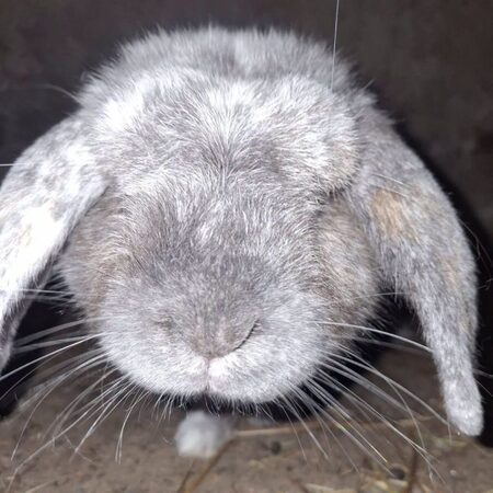 Adopter Mouchka