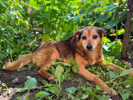 Adopter ALTAN