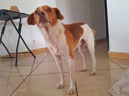 Adopter Pipo