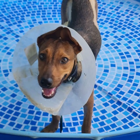 Adopter Paprika