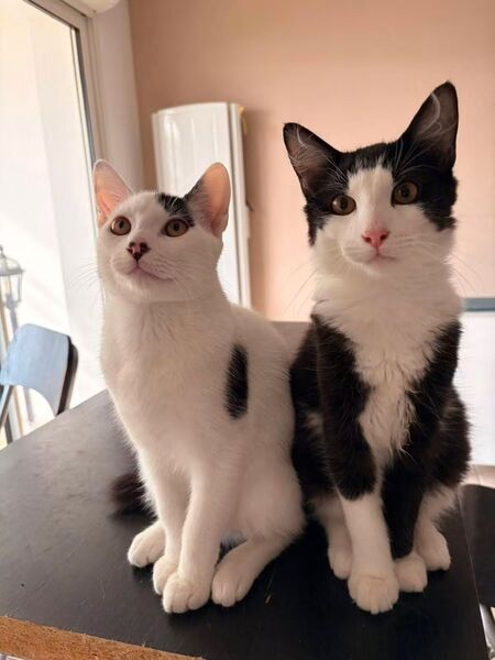 Adopter Bandit 