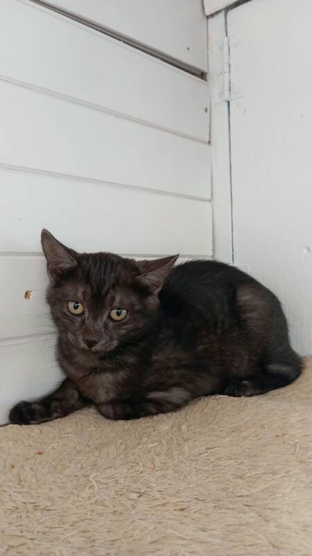 Adopter Romeo