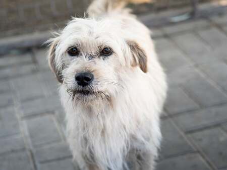 Adopter Florette