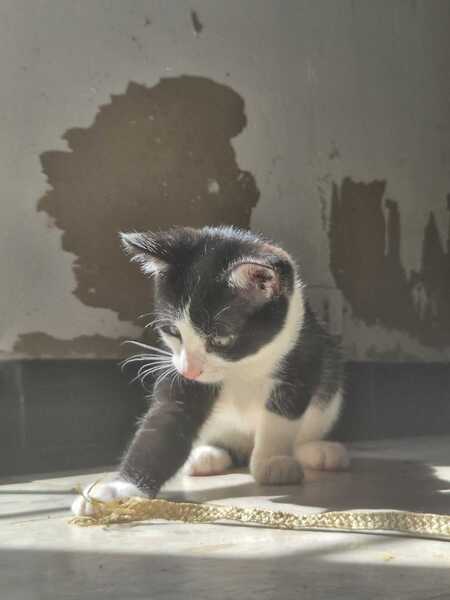 Adopter Shiny