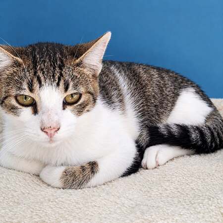 Adopter Hypocrate 