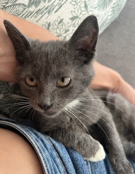 Adopter Mira