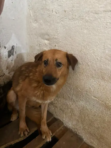 Adopter Mila