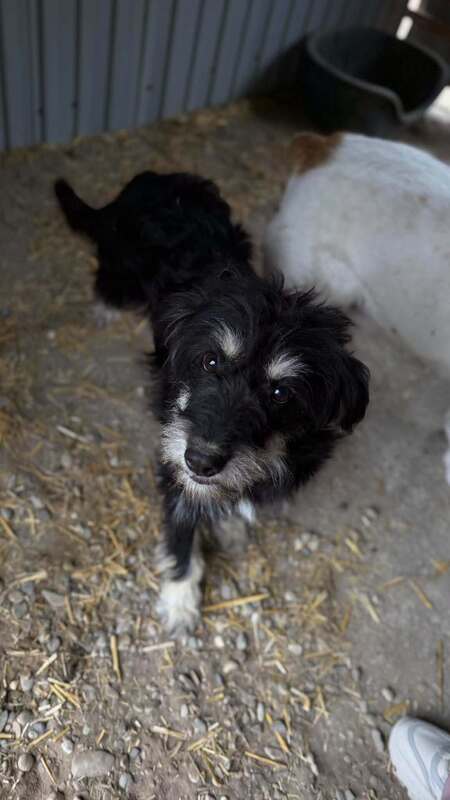 Adopter Oryn