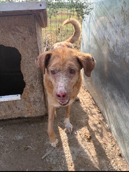 Adopter Alison