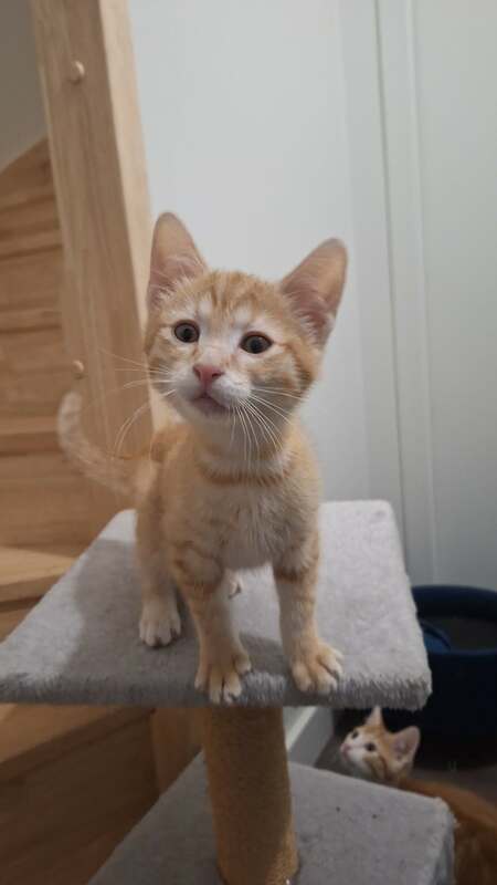Adopter Maxitic