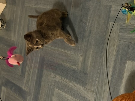 Adopter BISCOTTE