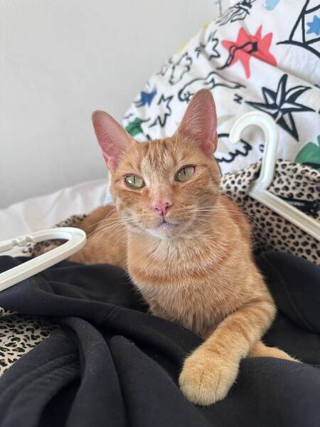 Adopter Lola