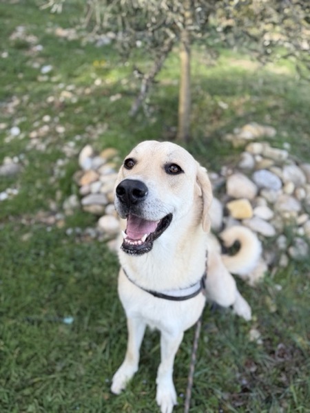 Adopter Liberty