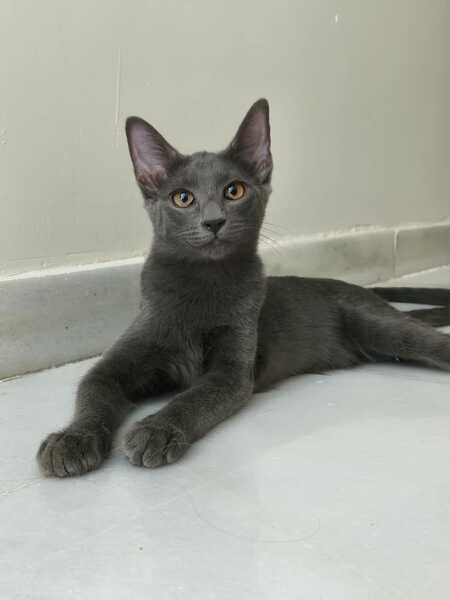 Adopter Tirsa