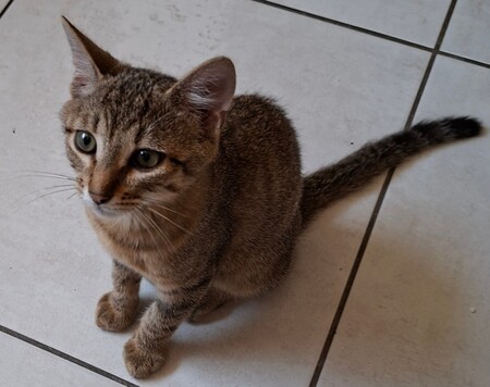 Adopter BENJI