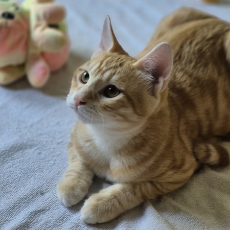 Adopter Benji