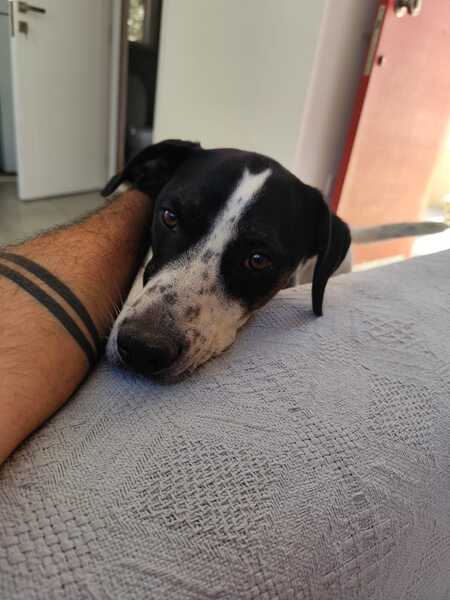 Adopter Louis