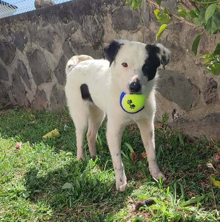 Adopter Bellis