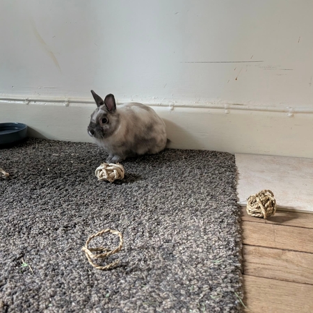 Adopter Alfred