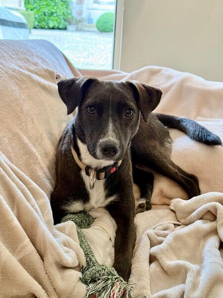 Adopter association PLUM