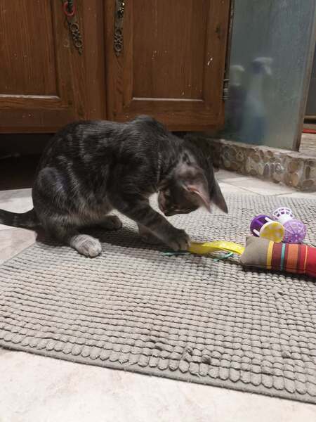 Adopter JULES