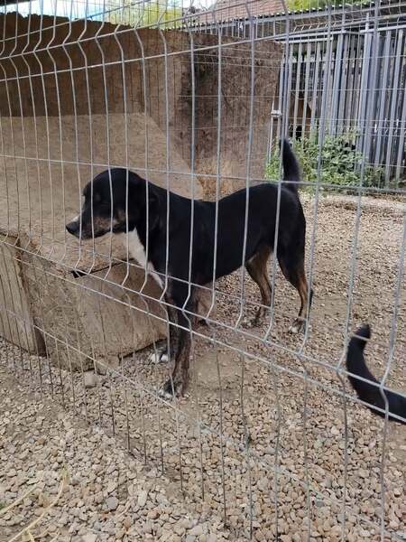 Adopter Eloan